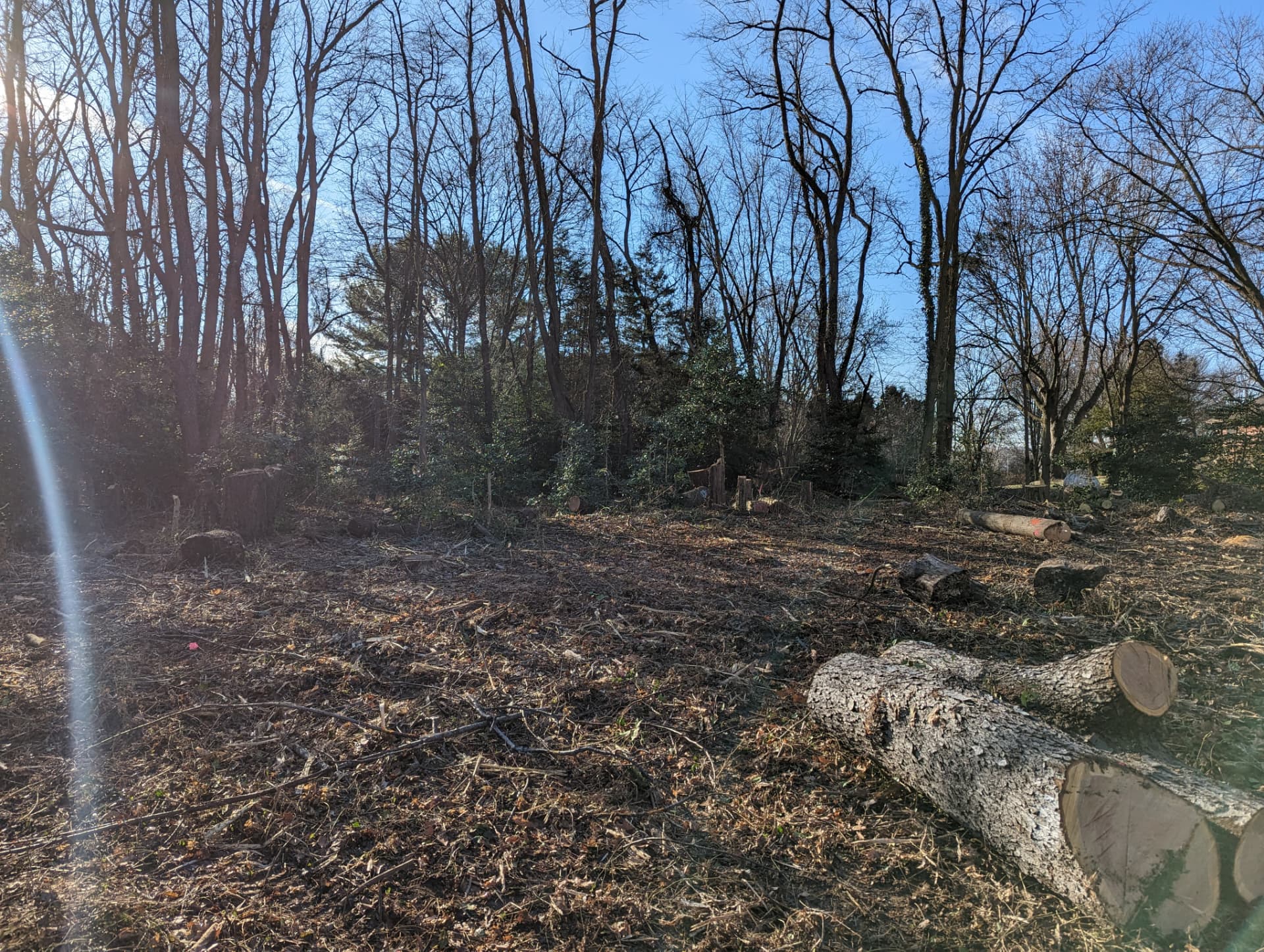 Large cut log beside remaining tree line