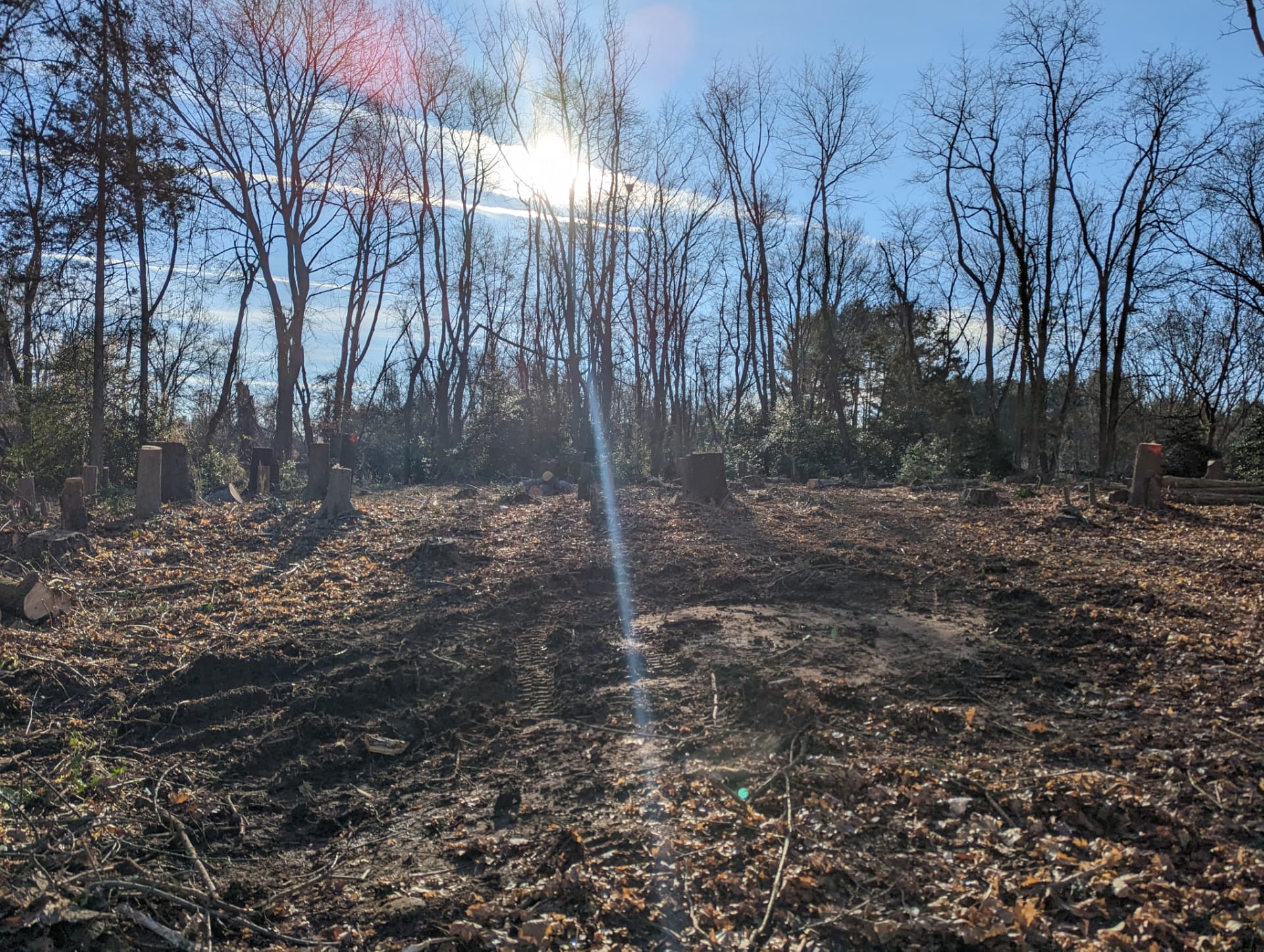 Lot after tree removal with stumps remaining