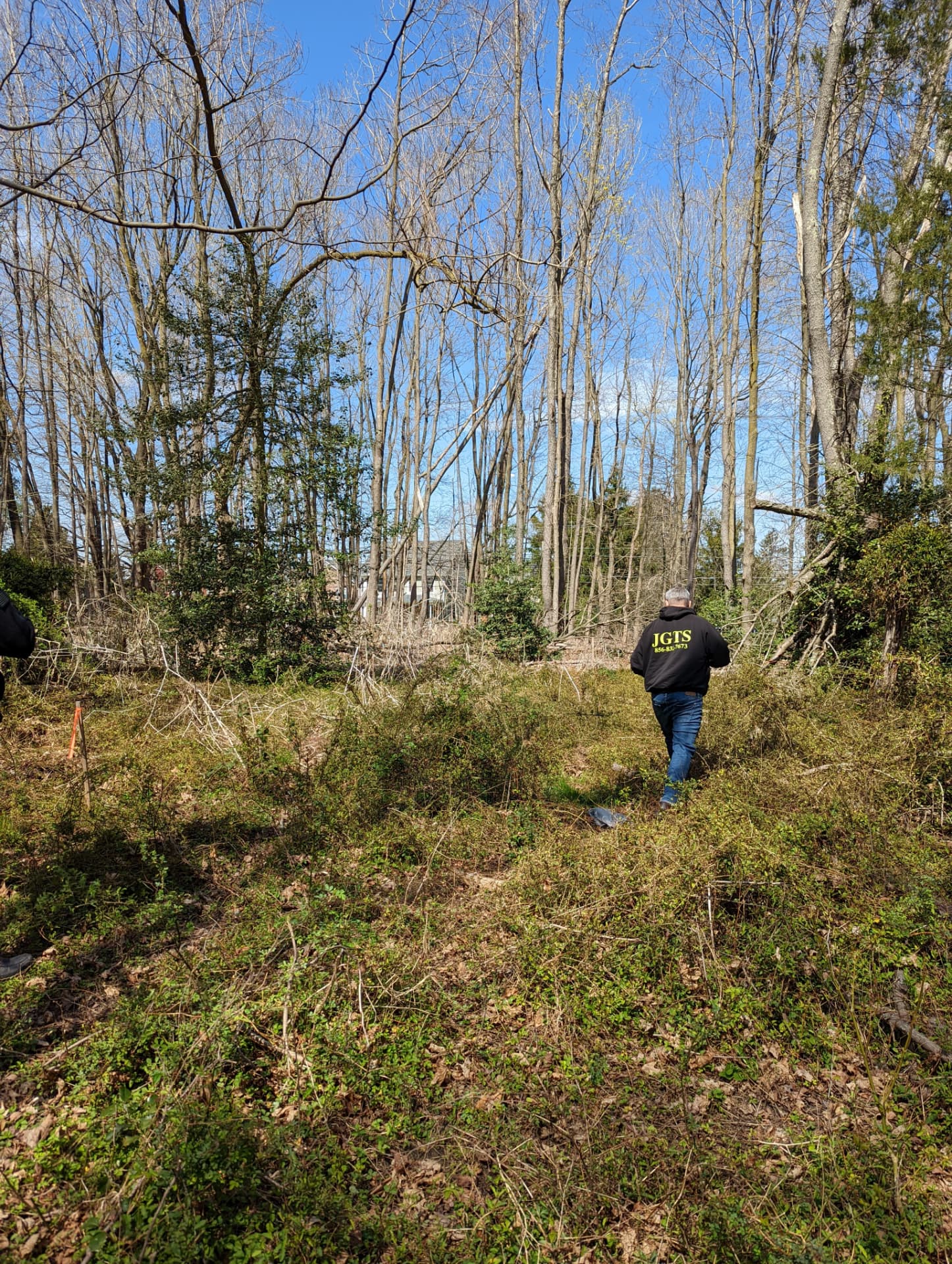 Overgrown clearing with tall bare trees