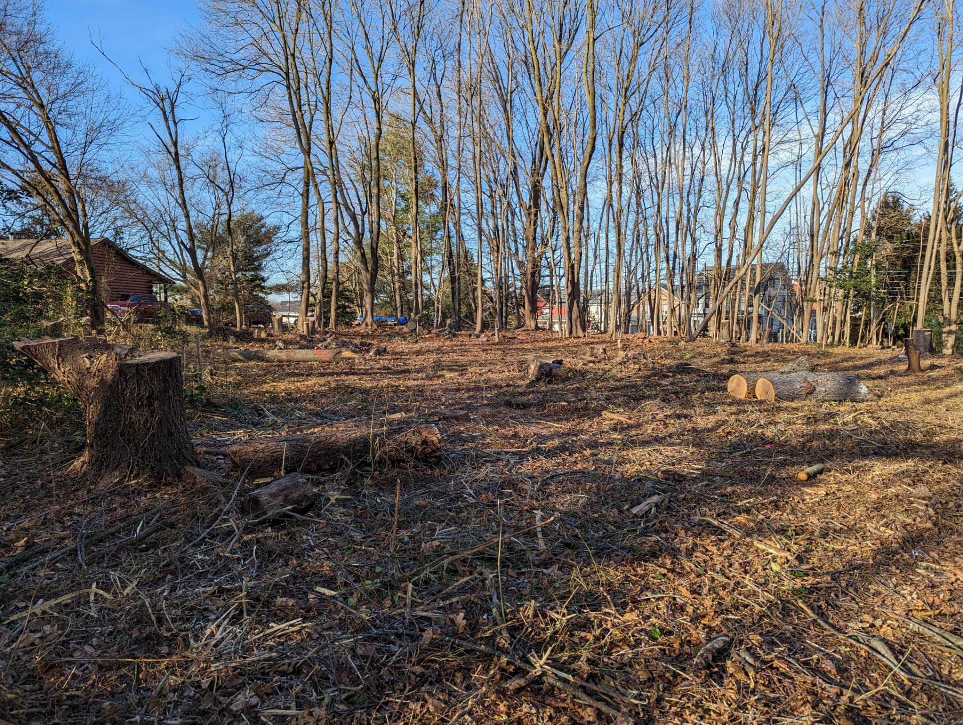 Stumps and logs across the cleared area
